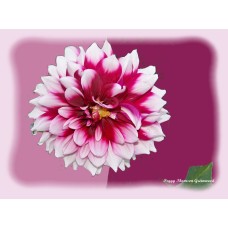 Pink Dahlia
