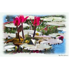 Water Lily