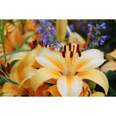 Lily with Catmint Lily with Catmint