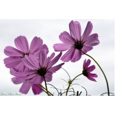 Pink Cosmos in Space Pink Cosmos in Space