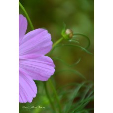 Bashful Coneflower Bashful Coneflower