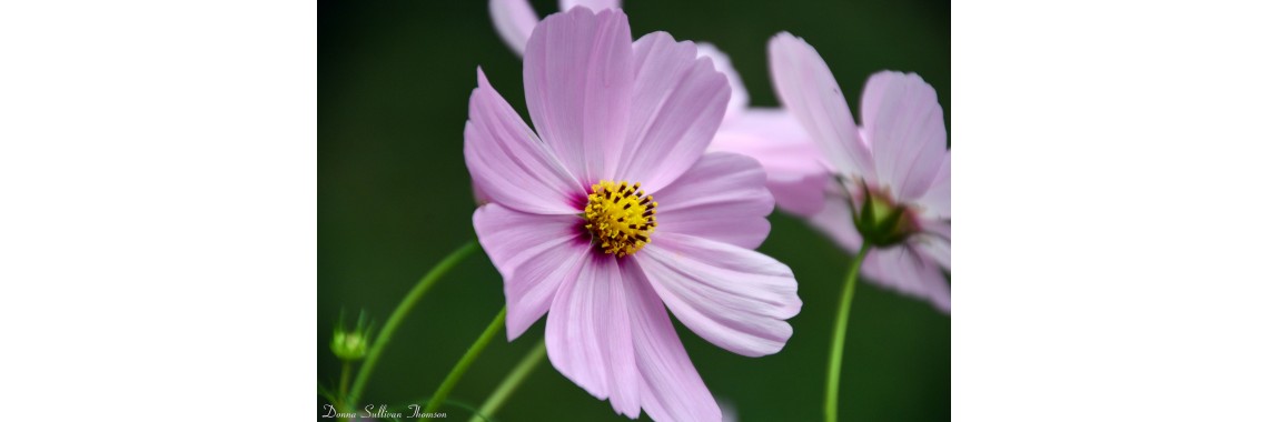 Pink Cosmos