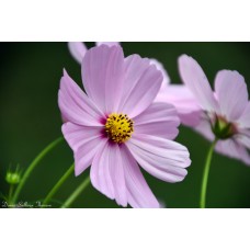 Pink Cosmos 1 Pink Cosmos 1