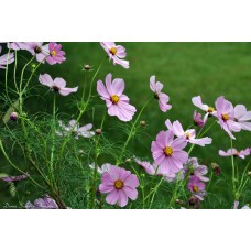 Pink Cosmos Field Pink Cosmos Field