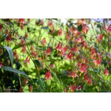 Columbine in the Field Columbine in the Field
