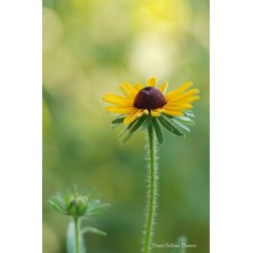 Black-eyed Susan Standing Black-eyed Susan Standing