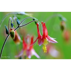 Columbine Tiny Lantern
