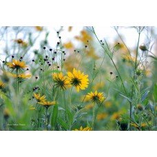 Black-eyed Susan Field Black-eyed Susan Field