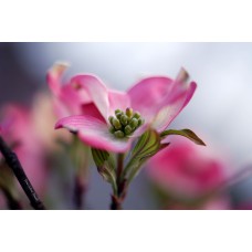 Red Dogwood Single Beauty Red Dogwood Single Beauty