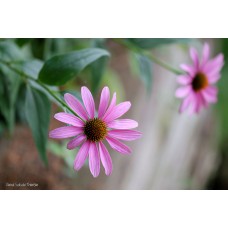 Coneflower on Old Wood Coneflower on Old Wood