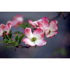 Red Dogwood Reaching