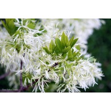 On the Fringe On the Fringe